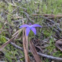 Glossodia major (Wax Lip Orchid) at Stromlo, ACT - 9 Oct 2021 by HelenCross