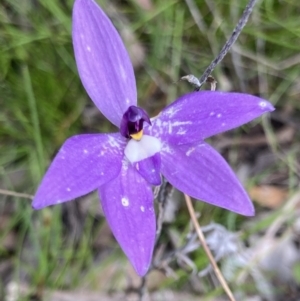 Glossodia major at Bungendore, NSW - 10 Oct 2021