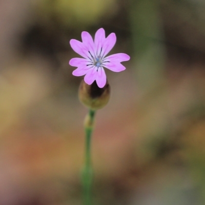 Petrorhagia nanteuilii (Proliferous Pink, Childling Pink) at Wodonga, VIC - 10 Oct 2021 by KylieWaldon