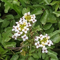 Rorippa nasturtium-aquaticum (Watercress) at Stromlo, ACT - 10 Oct 2021 by HelenCross