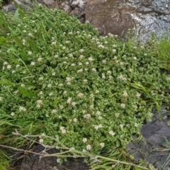 Rorippa nasturtium-aquaticum at Stromlo, ACT - 10 Oct 2021 10:04 AM