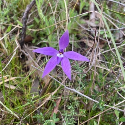 Glossodia major (Wax Lip Orchid) at Bungendore, NSW - 10 Oct 2021 by yellowboxwoodland