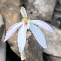 Caladenia fuscata (Dusky Fingers) at Mount Jerrabomberra QP - 9 Oct 2021 by Steve_Bok