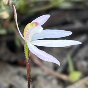 Caladenia fuscata at Jerrabomberra, NSW - suppressed