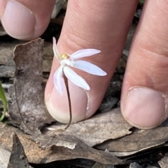 Caladenia fuscata at Jerrabomberra, NSW - suppressed