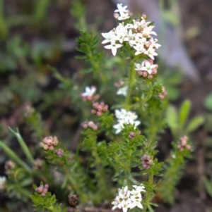 Asperula conferta at Hackett, ACT - 7 Oct 2021