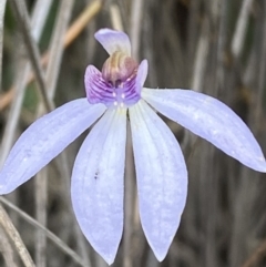 Cyanicula caerulea (Blue Fingers, Blue Fairies) at Jerrabomberra, NSW - 10 Oct 2021 by SteveBorkowskis
