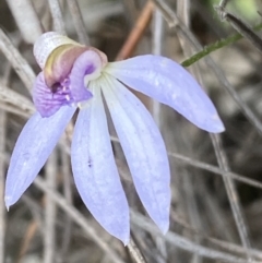 Cyanicula caerulea at Jerrabomberra, NSW - 10 Oct 2021