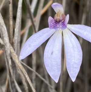 Cyanicula caerulea at Jerrabomberra, NSW - suppressed