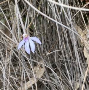 Cyanicula caerulea at Jerrabomberra, NSW - suppressed