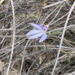 Cyanicula caerulea at Jerrabomberra, NSW - suppressed