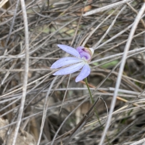 Cyanicula caerulea at Jerrabomberra, NSW - 10 Oct 2021