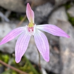 Caladenia carnea (Pink Fingers) at Jerrabomberra, NSW - 10 Oct 2021 by SteveBorkowskis