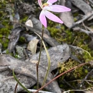 Caladenia carnea at Jerrabomberra, NSW - suppressed