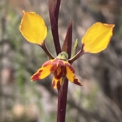 Diuris pardina (Leopard Doubletail) at Jerrabomberra, NSW - 10 Oct 2021 by SteveBorkowskis