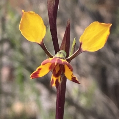 Diuris pardina (Leopard Doubletail) at Mount Jerrabomberra QP - 9 Oct 2021 by Steve_Bok