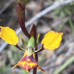 Diuris pardina at Jerrabomberra, NSW - 10 Oct 2021