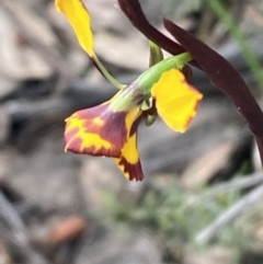 Diuris pardina at Jerrabomberra, NSW - 10 Oct 2021