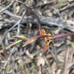 Diuris pardina at Jerrabomberra, NSW - 10 Oct 2021