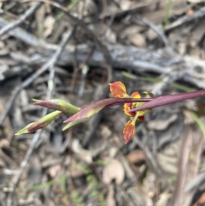 Diuris pardina at Jerrabomberra, NSW - 10 Oct 2021