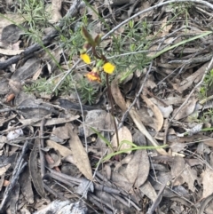 Diuris pardina at Jerrabomberra, NSW - 10 Oct 2021