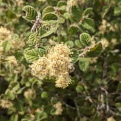 Pomaderris eriocephala (Woolly-head Pomaderris) at Bullen Range - 9 Oct 2021 by HelenCross