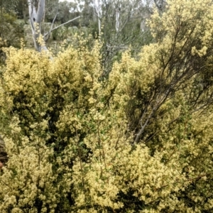 Pomaderris eriocephala at Paddys River, ACT - 10 Oct 2021 10:28 AM