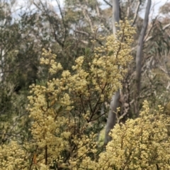 Pomaderris eriocephala at Paddys River, ACT - 10 Oct 2021