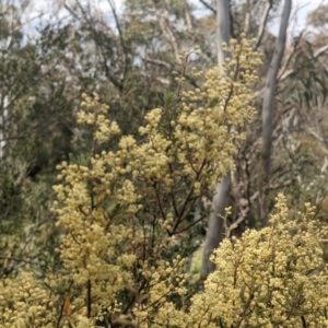 Pomaderris eriocephala at Paddys River, ACT - 10 Oct 2021 10:28 AM