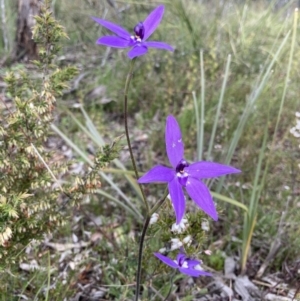 Glossodia major at Bungendore, NSW - 10 Oct 2021