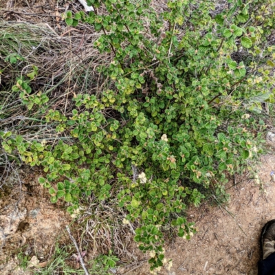 Pomaderris eriocephala (Woolly-head Pomaderris) at Stromlo, ACT - 9 Oct 2021 by HelenCross