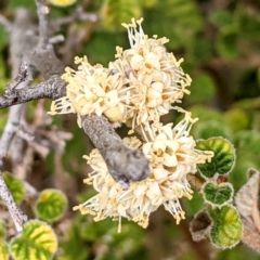 Pomaderris eriocephala at Stromlo, ACT - 10 Oct 2021