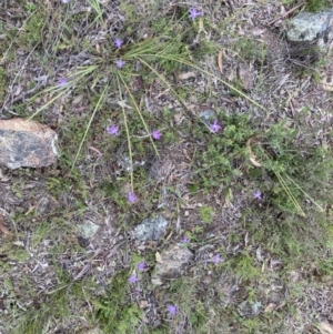 Glossodia major at Bungendore, NSW - 10 Oct 2021