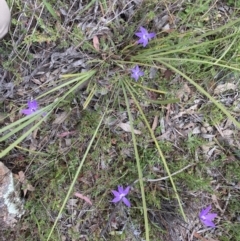 Glossodia major at Bungendore, NSW - 10 Oct 2021