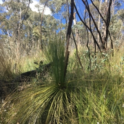 Xanthorrhoea glauca subsp. angustifolia (Grey Grass-tree) at Tidbinbilla Nature Reserve - 9 Oct 2021 by Ned_Johnston