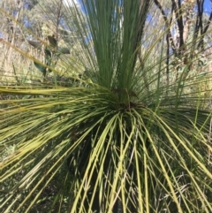 Xanthorrhoea glauca subsp. angustifolia at Paddys River, ACT - 9 Oct 2021