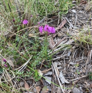 Tetratheca bauerifolia at Bungendore, NSW - 10 Oct 2021 03:08 PM