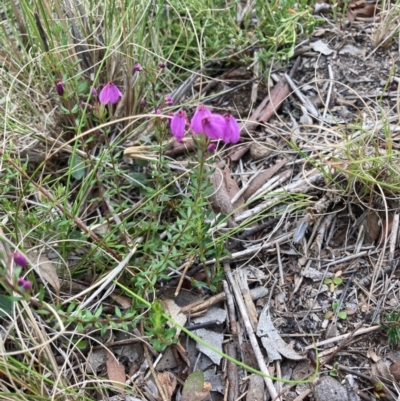 Tetratheca bauerifolia (Heath Pink-bells) at Bungendore, NSW - 10 Oct 2021 by yellowboxwoodland