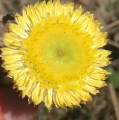 Coronidium scorpioides (Button Everlasting) at Paddys River, ACT - 9 Oct 2021 by Ned_Johnston