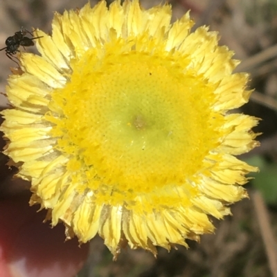 Coronidium scorpioides (Button Everlasting) at Paddys River, ACT - 9 Oct 2021 by NedJohnston