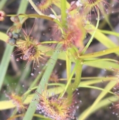 Drosera auriculata at Paddys River, ACT - 9 Oct 2021 02:57 PM