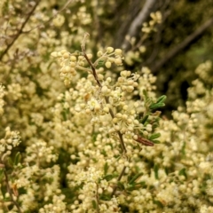 Pomaderris angustifolia (Pomaderris) at Bullen Range - 9 Oct 2021 by HelenCross