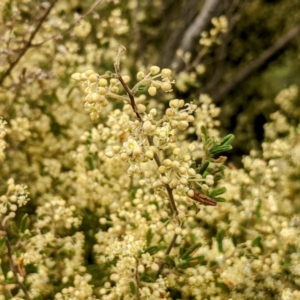 Pomaderris angustifolia at Paddys River, ACT - 10 Oct 2021 10:19 AM