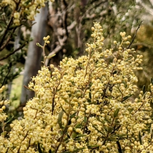 Pomaderris angustifolia at Paddys River, ACT - 10 Oct 2021 10:19 AM