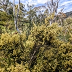 Pomaderris angustifolia at Paddys River, ACT - 10 Oct 2021 10:19 AM