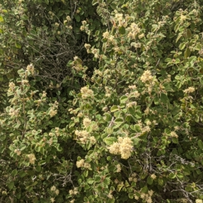 Pomaderris eriocephala (Woolly-head Pomaderris) at Bullen Range - 9 Oct 2021 by HelenCross