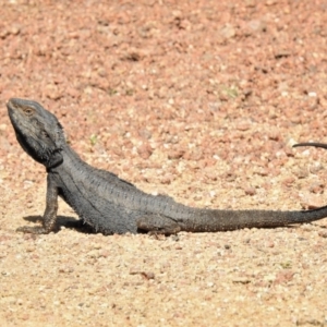 Pogona barbata at Paddys River, ACT - suppressed