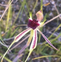 Caladenia parva (Brown-clubbed Spider Orchid) at Paddys River, ACT - 9 Oct 2021 by NedJohnston