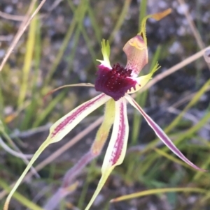 Caladenia parva at Paddys River, ACT - 9 Oct 2021