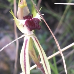 Caladenia parva at Paddys River, ACT - 9 Oct 2021